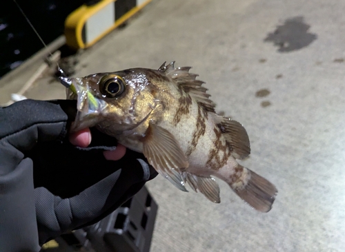 メバルの釣果