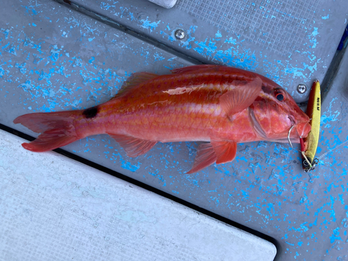 オキナヒメジの釣果