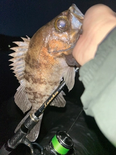 シロメバルの釣果