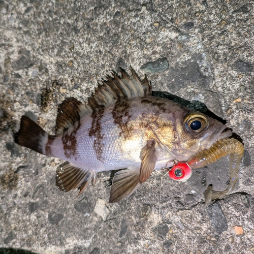 メバルの釣果