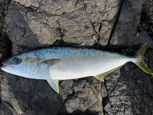 ヒラマサの釣果