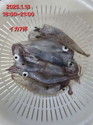 イカの釣果