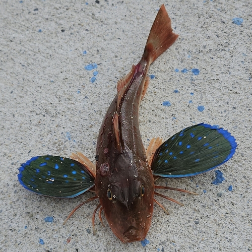 ホウボウの釣果