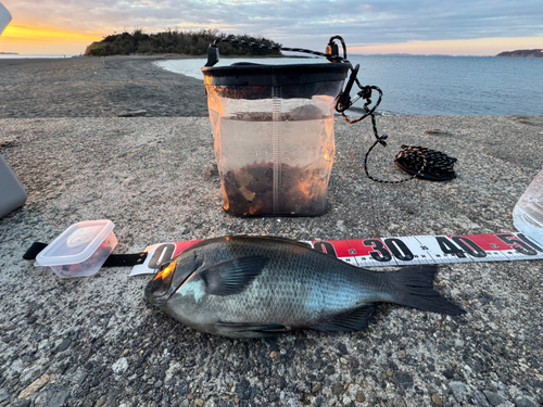 グレの釣果