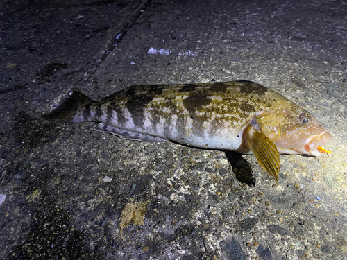 アイナメの釣果