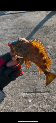 カサゴの釣果