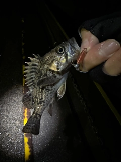 クロソイの釣果