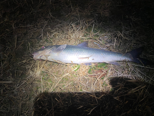 ニゴイの釣果