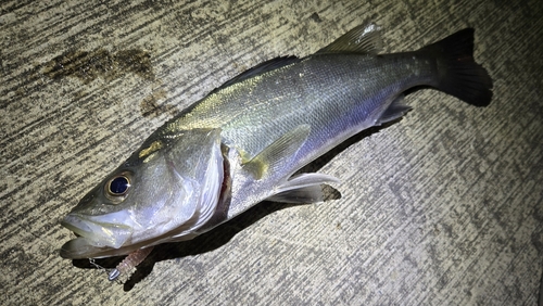 セイゴ（マルスズキ）の釣果