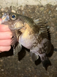 メバルの釣果