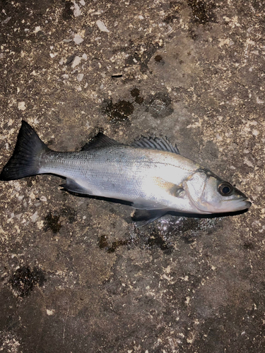 セイゴ（ヒラスズキ）の釣果