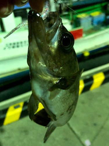 シロメバルの釣果