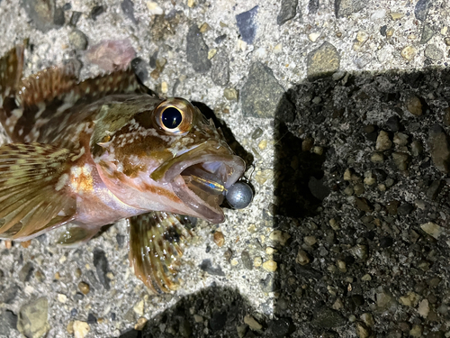 カサゴの釣果