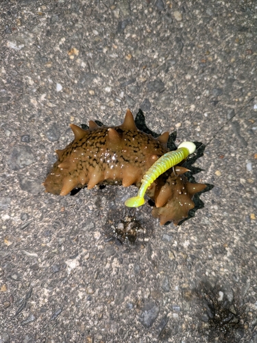 ナマコの釣果