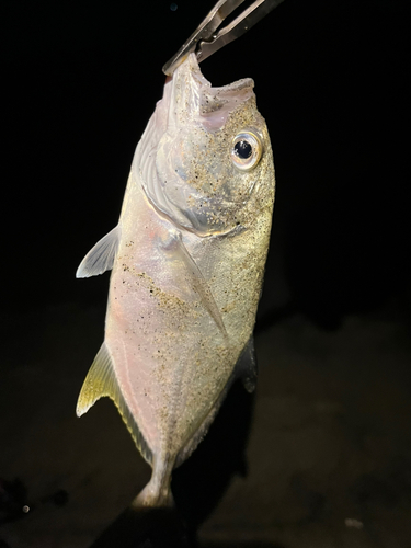 メッキの釣果