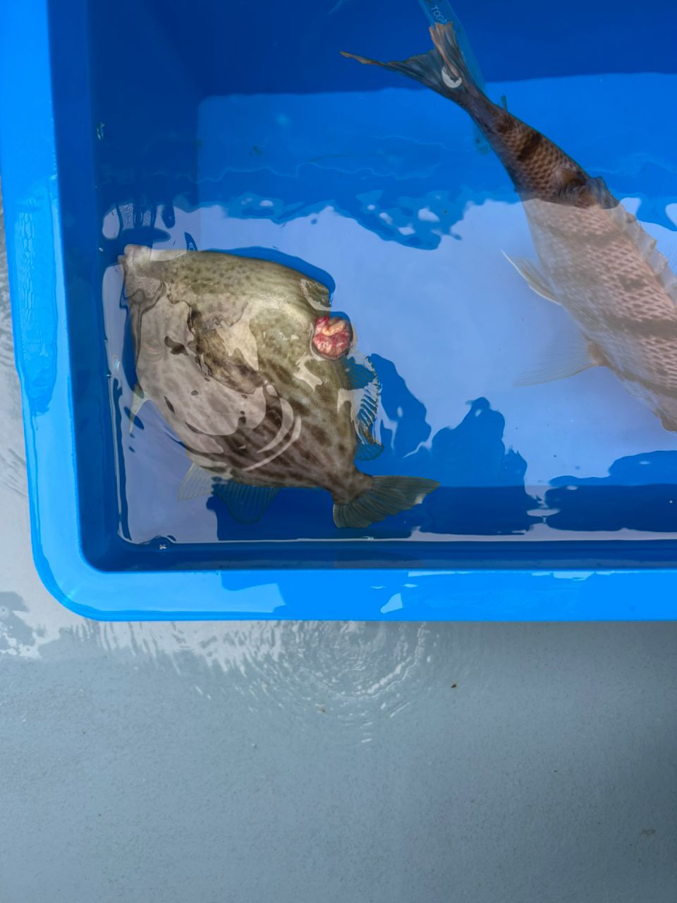 きンちゃンさんの釣果 1枚目の画像