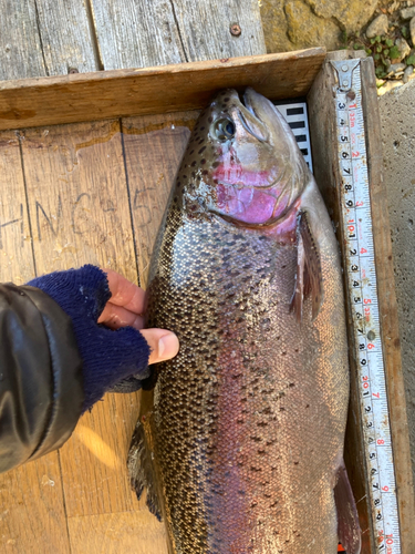 ニジマスの釣果