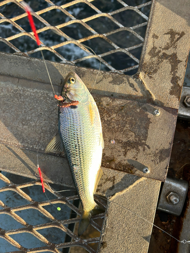 コノシロの釣果