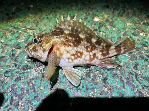 カサゴの釣果