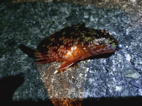 カサゴの釣果