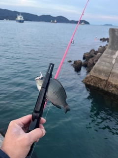 クチブトグレの釣果