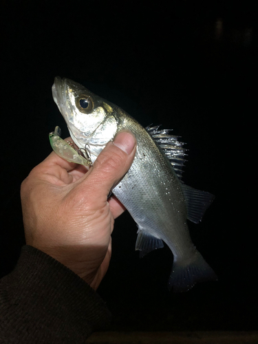 セイゴ（ヒラスズキ）の釣果