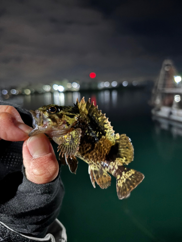 ムラソイの釣果