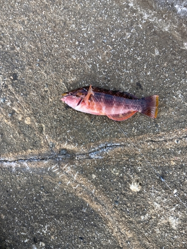 カワハギの釣果