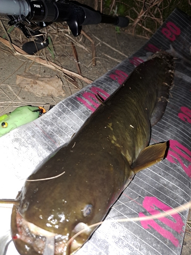 ナマズの釣果