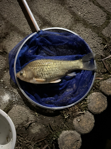 マブナの釣果