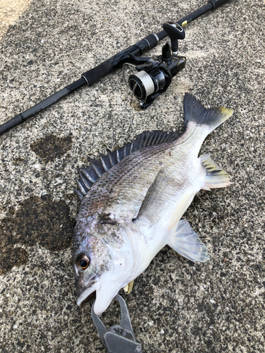 キビレの釣果