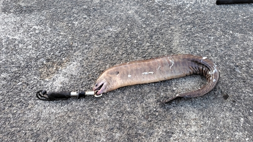 アミメウツボの釣果