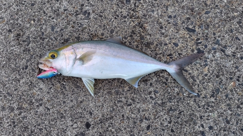 ショゴの釣果