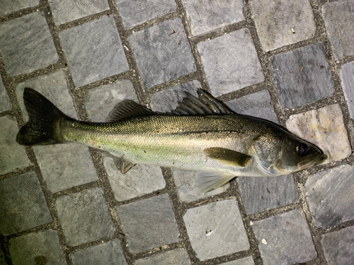 フッコ（マルスズキ）の釣果