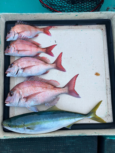 マダイの釣果