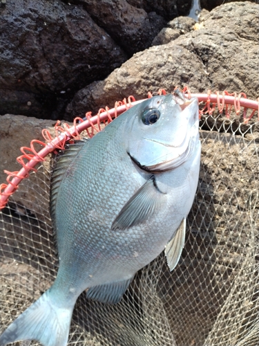 オナガグレの釣果