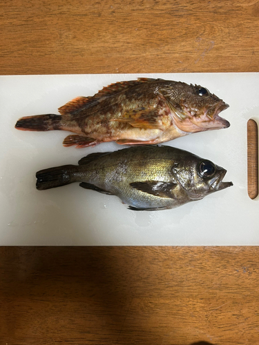 カサゴの釣果