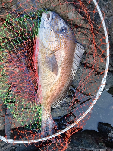 コロダイの釣果