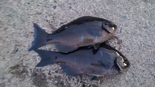 オナガグレの釣果