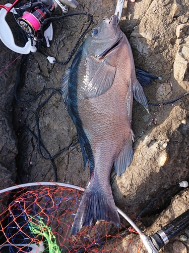 クチブトグレの釣果