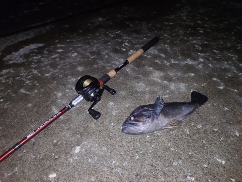 クロソイの釣果