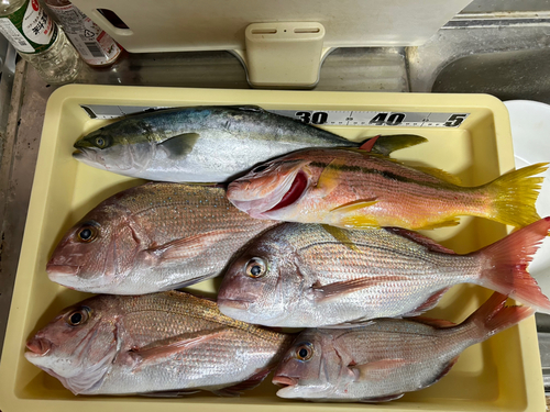 ヤズの釣果