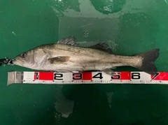 スズキの釣果