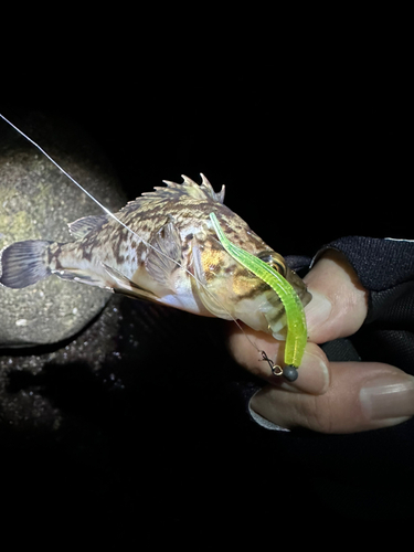 クロソイの釣果