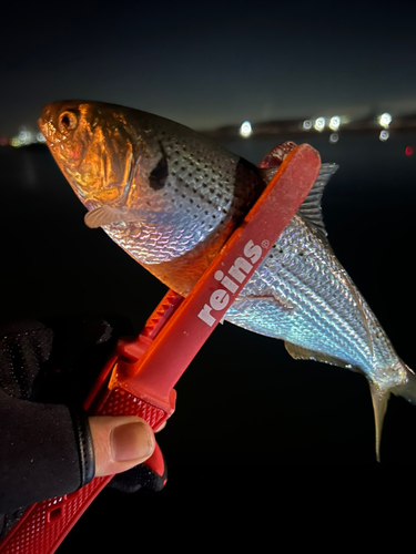 コノシロの釣果