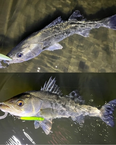 シーバスの釣果