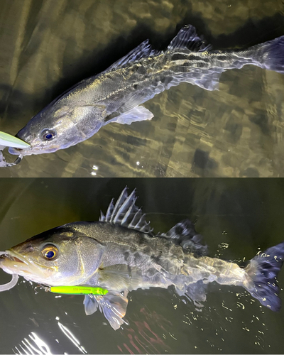 シーバスの釣果