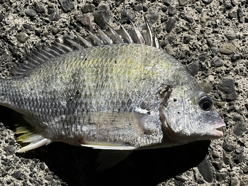 キビレの釣果