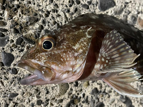 カサゴの釣果