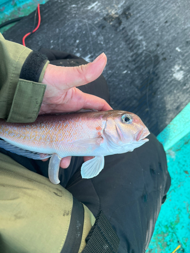 シロアマダイの釣果